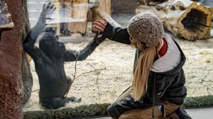 Chovatelka Lucie Holatová s jedním ze svých svěřenců, gorilím samečkem Ajabuem. Foto: Petr Hamerník, Zoo Praha