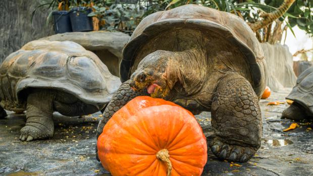 Želva obrovská a dýňové hody. Foto: Petr Hamerník, Zoo Praha