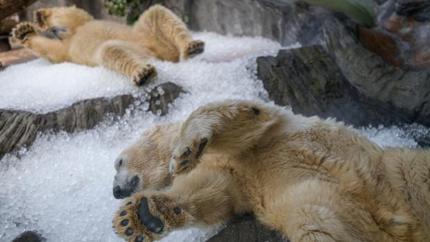 Ledový enrichment potěší ve čtvrtek po 9. hodině ranní zejména lední medvědy, bratry Gregora a Aleuta. Foto Petr Hamerník, Zoo Praha