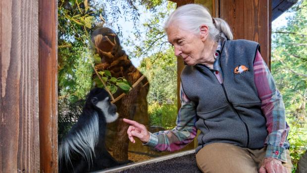 Jane Goodall při jedné ze svých předešlých návštěv v Zoo Praha. Foto: Khalil Baalbaki, Zoo Praha