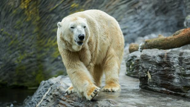 Samec ledního medvěda Tom ještě v Zoo Praha. Foto: Petr Hamerník, Zoo Praha