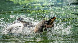 Foto: Petr Hamerník, Zoo Praha