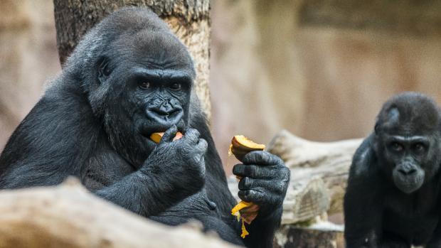 Pro gorily jsou dýně příjemným zpestřením jídelníčku. Foto: Petr Hamerník, Zoo Praha