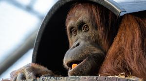 Orangutan sumaterský je považován za škůdce palem olejných a na plantážích je intenzivně pronásledován a zabíjen. Foto: Petr Hamerník, Zoo Praha