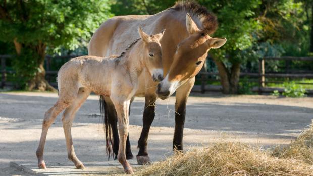 Foto: Petr Hamerník, Zoo Praha