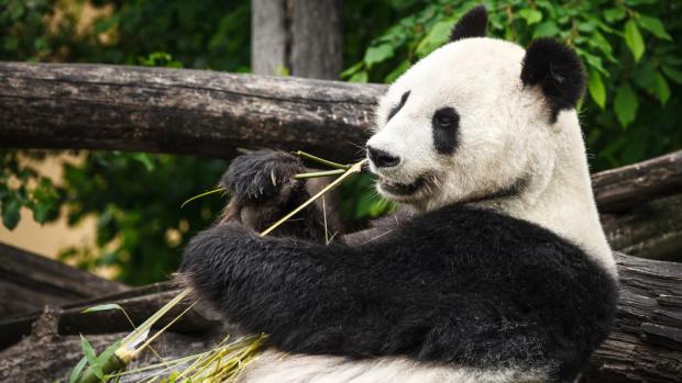 Foto: Miroslav Bobek, Zoo Praha