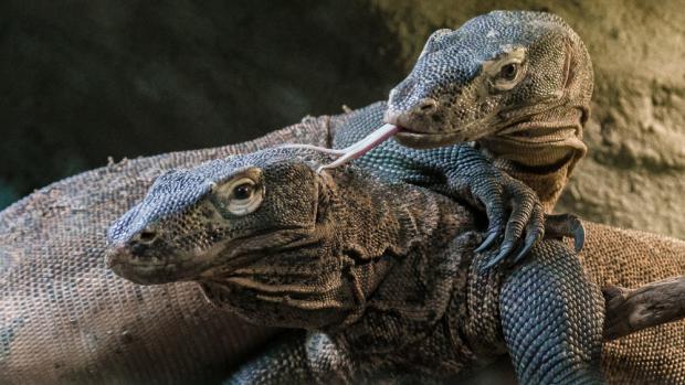 Foto: Petr Hamerník, Zoo Praha