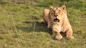 Samice lva indického Suchi aktuálně už nemá žádné příznaky onemocnění. Foto: Roman Vodička, Zoo Praha