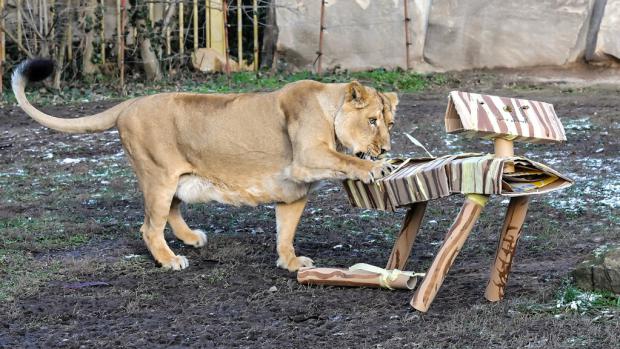 Lvice Aisha s figurínou od návštěvníků. Foto: Martin Smrček, Zoo Praha