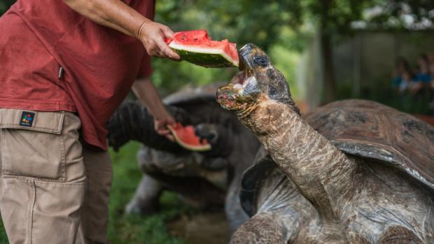 Vodní meloun obsahuje vysoké množství cukru, a tak je pro želvy opravdu jen sezónním zpestřením nad rámec jejich běžného jídelníčku. Foto Tereza Šolcová, Zoo Praha