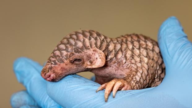 The first picture of the new baby Chinese pangolin, born in Prague Zoo on July 1st. Photo Miroslav Bobek, Prague Zoo