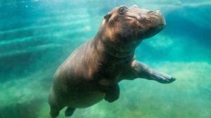 Foto: Václav Šilha, Zoo Praha