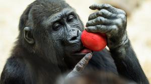 Sameček gorily nížinné Nuru s jedním z enrichmentových prvků. Foto: Petr Hamerník, Zoo Praha