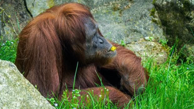 Mawar, foto: Petr Hamerník, Zoo Praha