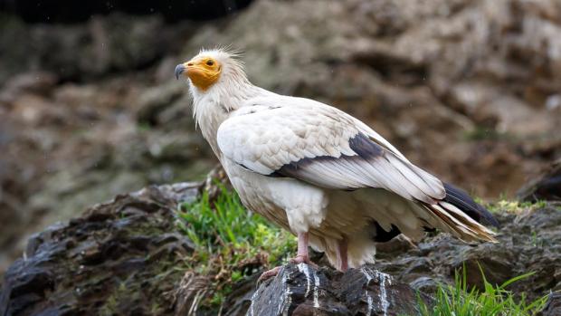 Foto: Václav Šilha, Zoo Praha