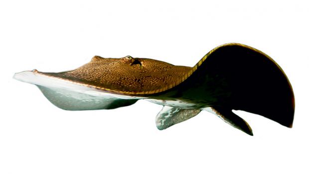 Otorongo The Vermiculate River Stingray