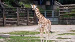 Johanka overcame her difficult start in life and now she enjoys the outdoor run. Photo Oliver Le Que, Prague Zoo