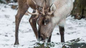 Foto: Petr Hamerník, Zoo Praha