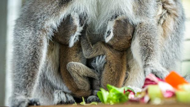 Dvojčata u své matky Móni. Foto: Petr Hamerník, Zoo Praha.