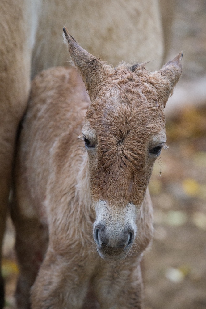 V Zoo Praha se narodilo další mládě ohroženého koně Převalského. Celkem tak jde již o 239. přírůstek v rámci všech zařízení pražské zoo.  Foto: Tereza Mrhálková, Zoo Praha.