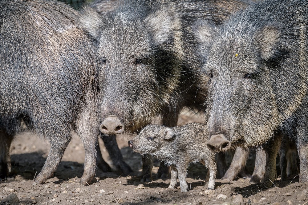 Mláďata pekariů Wagnerových, která se v Zoo Praha narodila 4. května, jsou evropskou vzácností. Dosud se totiž v rámci Evropy podařilo tento druh úspěšně rozmnožit pouze v Tierparku Berlín a v belgické ZOO Planckendael. Foto: Petr Hamerník, Zoo Praha. 