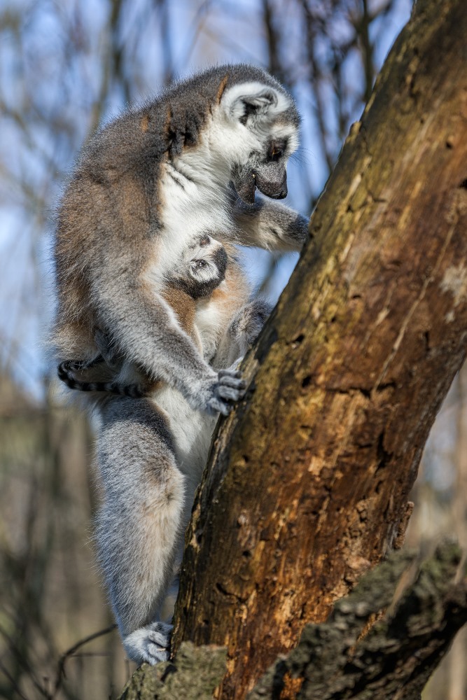 Rodiči nového lemura kata jsou téměř šestiletá samice Anka původem z Paříže a stejně starý chovný samec Tali narozený v Bratislavě. Foto: Petr Hamerník, Zoo Praha.