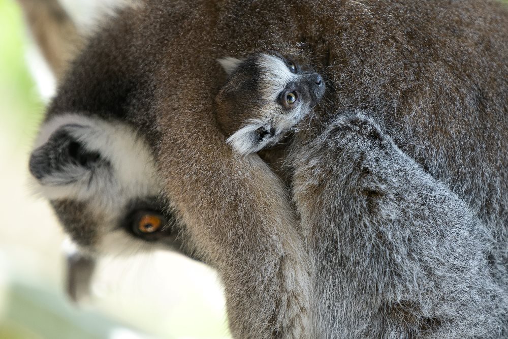 Jedno z dvojčat se drží matky Móni. Foto: Petr Hamerník, Zoo Praha.