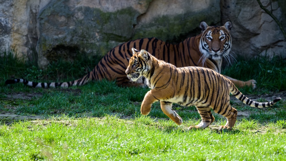 Wanita si poprvé užívá pobyt ve venkovní expozici, samozřejmě za dozoru matky Banyi.  Foto: Petr Hamerník, Zoo Praha