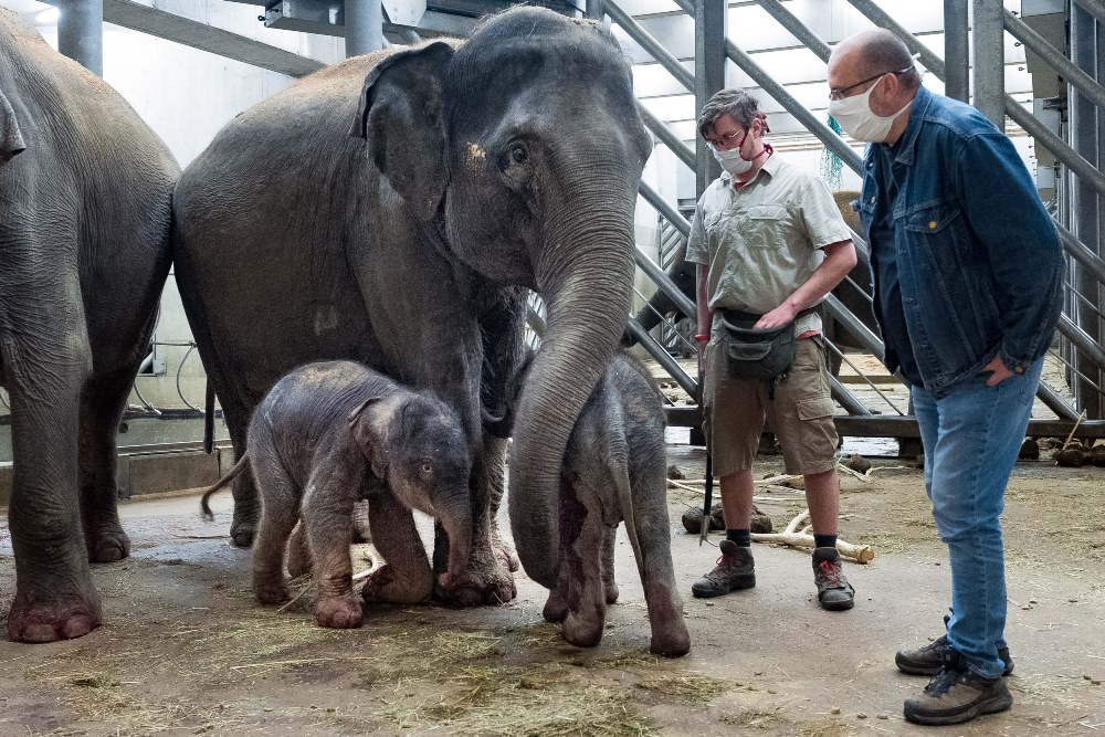 Vrchní chovatel slonů Martin Kristen a ředitel Zoo Praha Miroslav Bobek se slůňaty a jejich matkami (vpravo Tamara, teta novorozené samičky). Foto: Pavel Brandl, Zoo Praha.