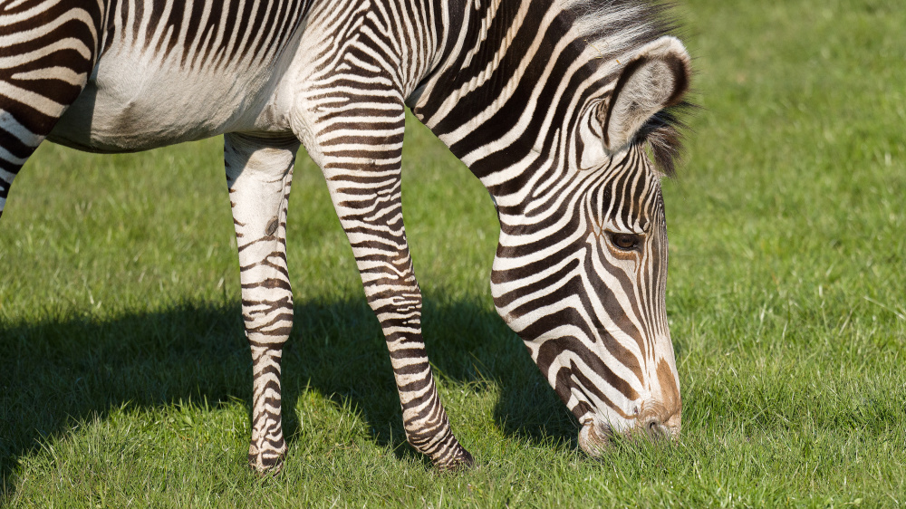 Zebra Grévyho, foto: Petr Hamerník, Zoo Praha