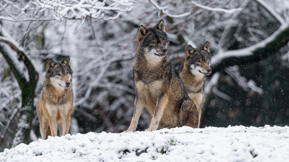 Vlk eurasijský, foto: Petr Hamerník, Zoo Praha