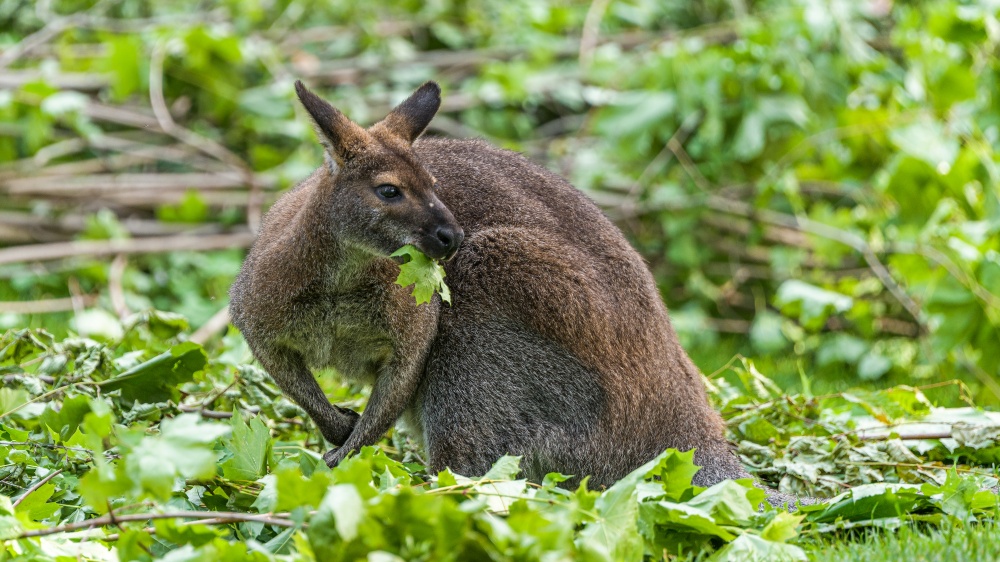 Klokan Bennettův, foto: Petr Hamerník, Zoo Praha