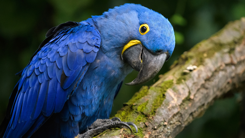 Ara hyacintový, foto: Petr Hamerník, Zoo Praha