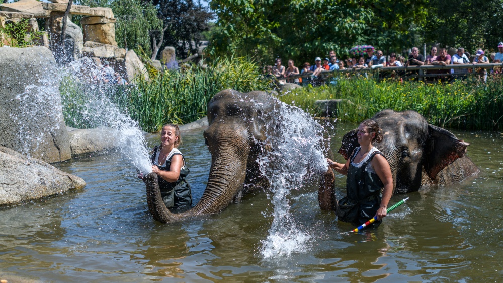 Koupání slonů indických Shanti a Gulab, foto: Petr Hamerník, Zoo Praha