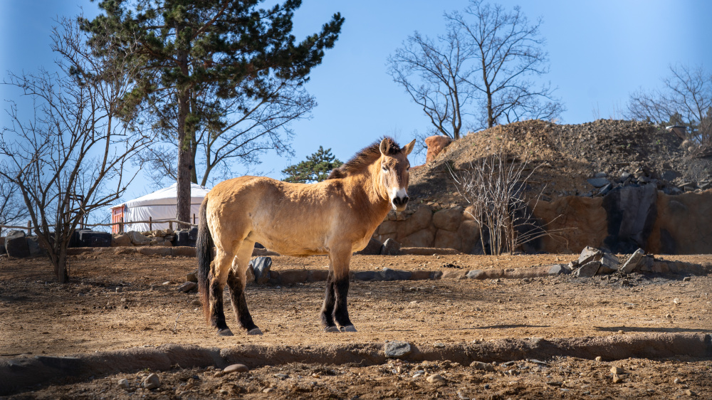 Kůň Převaslkého, foto: Oliver Le Que, Zoo Praha