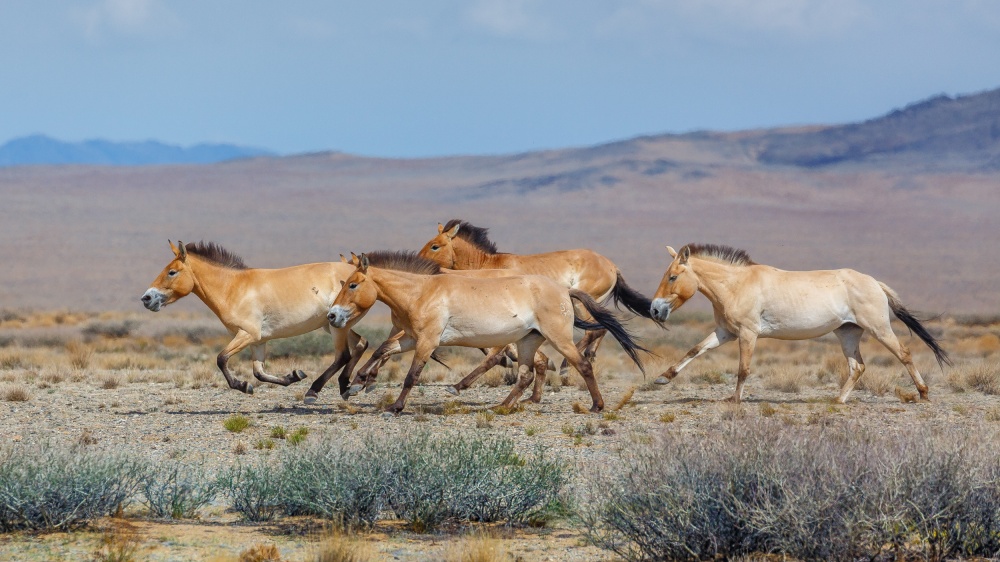 In situ projekty jsou klíčovým posláním moderní zoologické zahrady. Úspěšná reintrodukce koní Převalského – kteří by po Mongolsku mohli osídlit i Kazachstán – je důkazem jejich smyslu. Foto Miroslav Bobek, Zoo Praha