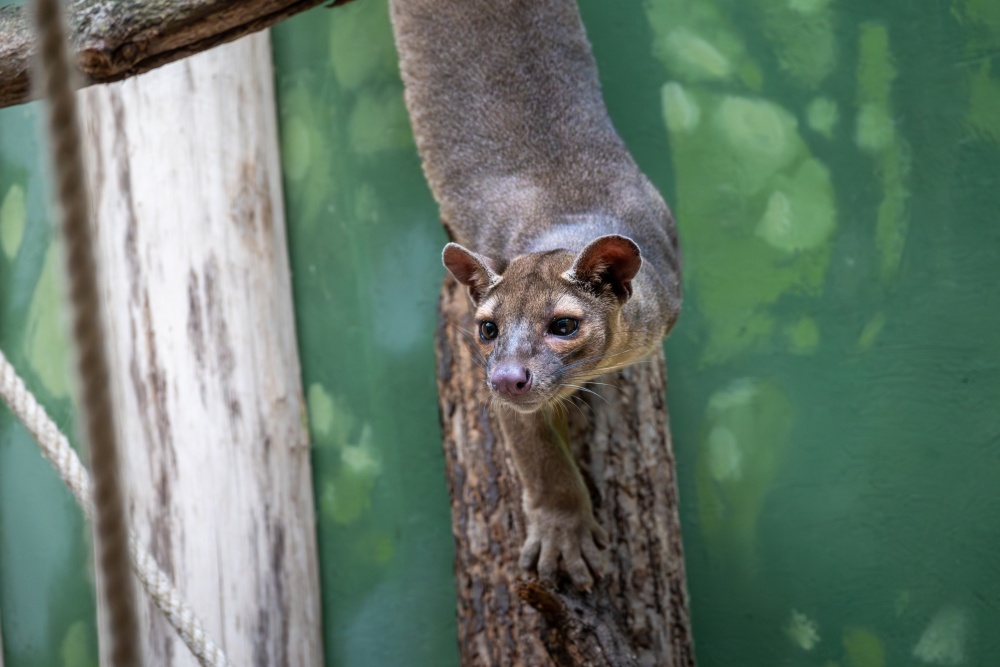 Fosy umí šplhat hlavou dolů, a dokonce běhat ve větvích stromů po spirálách. Foto Oliver Le Que, Zoo Praha