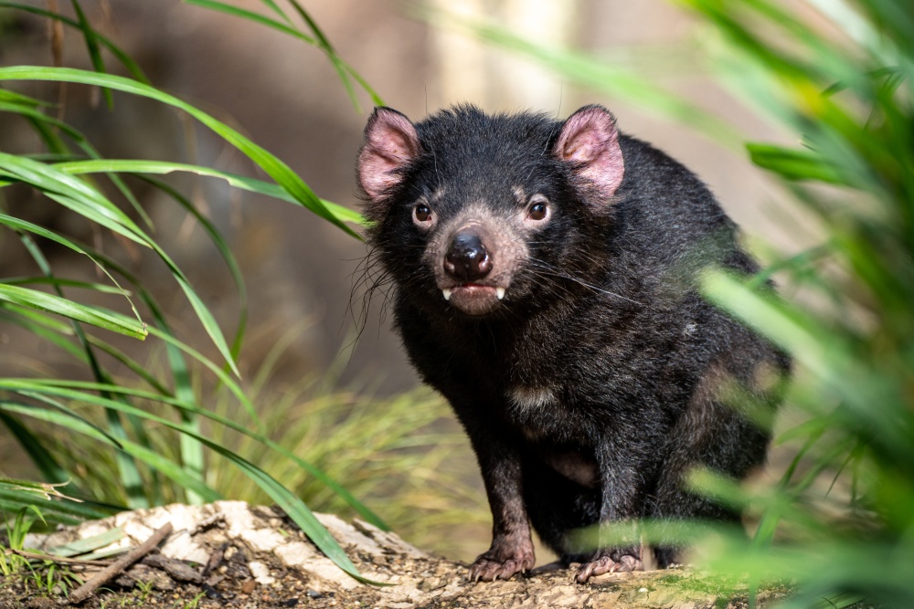 Ďábli medvědovití jsou největšími masožravými vačnatci na světě. V zoologických zahradách jsou ďáblové opravdovou vzácností, Tasmánie totiž své odchovy poskytuje jen pečlivě vybraným zoo špičkové úrovně. Foto Oliver Le Que, Zoo Praha