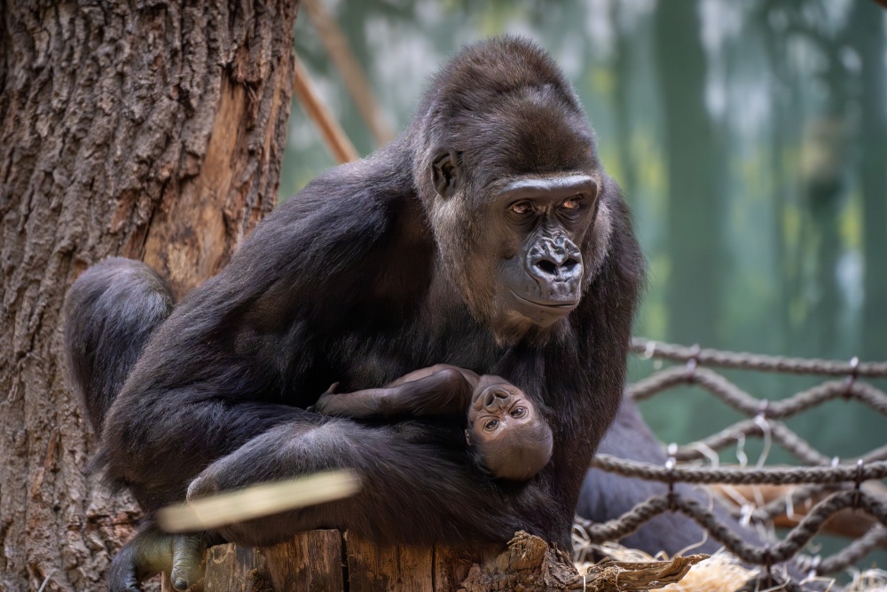 Zoo Praha se rozhodla oslovit děti z oblasti skutečné Biosférické rezervace Dja ve středoafrickém Kamerunu, které se zúčastnily projektu Toulavý autobus, aby přišly s návrhy jmen pro gorilí samičku. Z nich pak bude finální jméno vybírat veřejnost. Foto Oliver Le Que, Zoo Praha