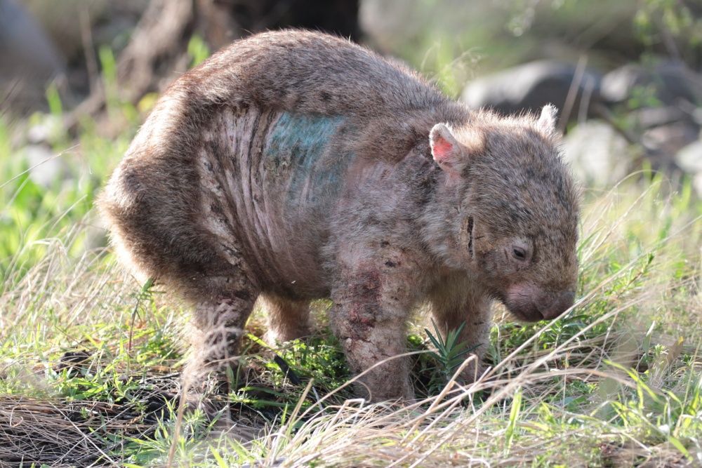 Divoký vombat obecný sužovaný svrabem. Označení modrou barvou je znamením pro lidi, že u zvířete už byla zahájena léčba. Foto Wombat Rescue