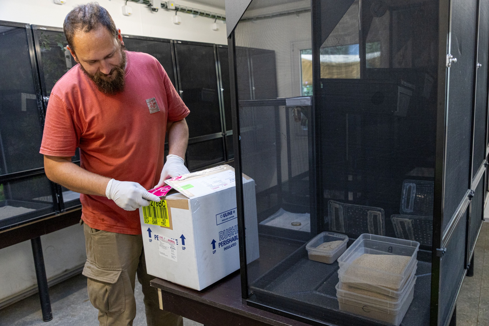 The consignment arrived from San Diego, USA, on Wednesday 1 October 2026. The photograph shows Prague Zoo keeper Vojtěch Víta unpacking it in the zoo’s off-exhibit breeding facility. Photo: Tereza Mrhálková, Prague Zoo The consignment arrived from San Diego, USA, on Wednesday 1 October 2026. The photograph shows Prague Zoo keeper Vojtěch Víta unpacking it in the zoo’s off-exhibit breeding facility. Photo: Tereza Mrhálková, Prague Zoo
