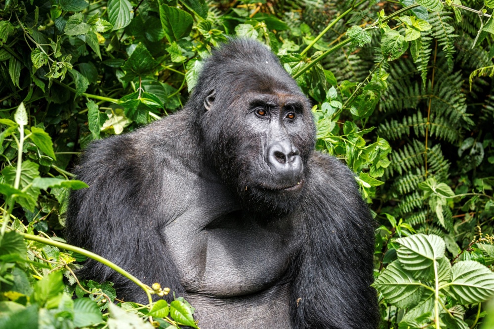 Stříbrohřbetý samec Bonane, který vede jednu ze dvou tamních habituovaných skupin goril východních. Foto Miroslav Bobek, Zoo Praha