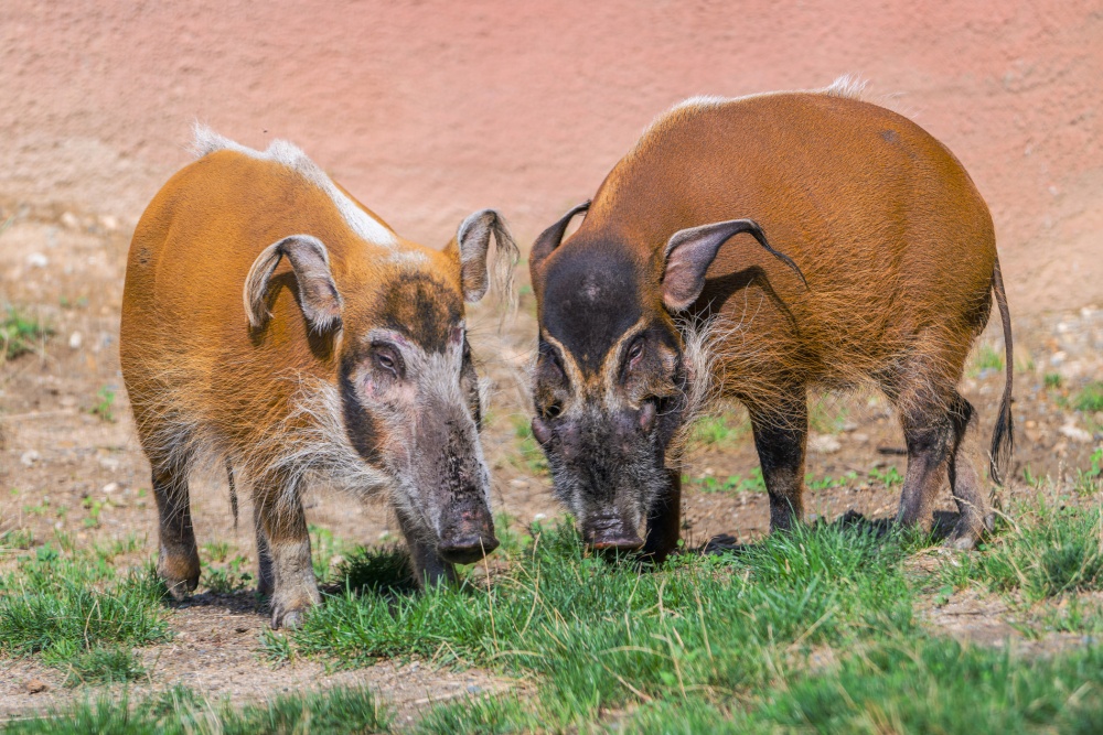 V popředí Jasna, v pozadí samec. Toho lze poznat podle výrůstků na tvářích. Foto Petr Hamerník, Zoo Praha