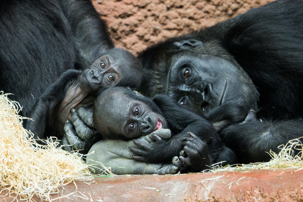 Gorilí mláďata už o sobě vědí a stále častěji tráví čas společně. Zleva Gaia, Mobi a její matka Duni. Foto Petr Hamerník, Zoo Praha