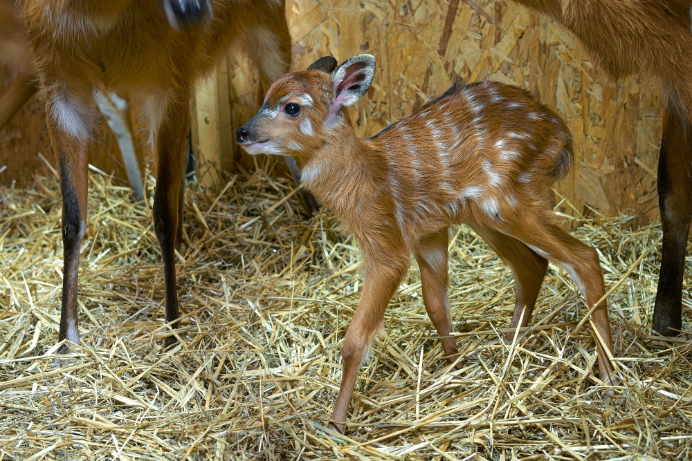 Samice jsou březí 220 ‑ 250 dní a rodí jedno mládě. Foto Petr Hamerník, Zoo Praha