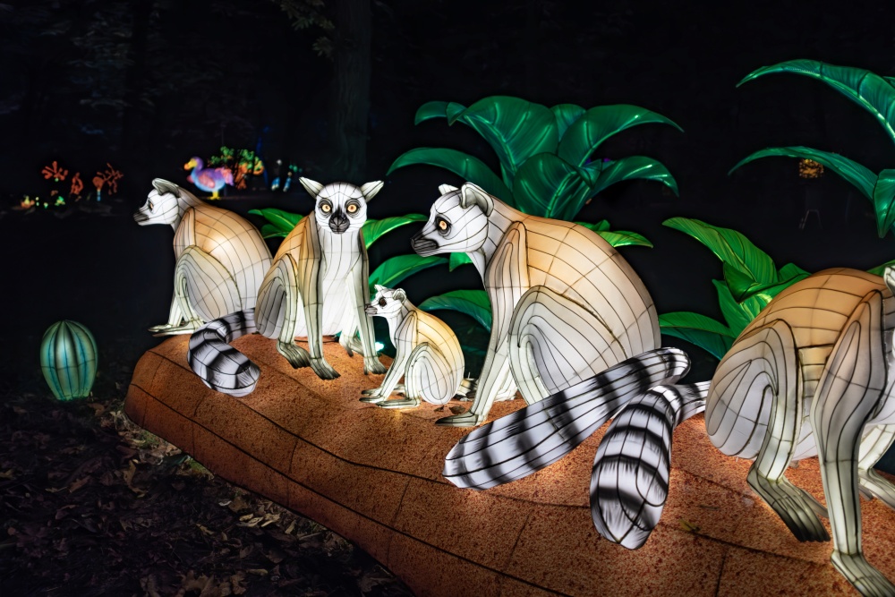 Na výstavě se rozsvítí i rodina madagaskarských lemurů kata. Zdroj: Garden of Lights