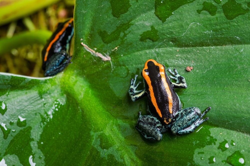 Pralesnička pruhovaná z jižní Kostariky je na Červeném seznamu ohrožených druhů IUCN v kategorii zranitelný. Výstava Šípové žáby zpravuje své návštěvníky i o rizicích, kterým obojživelníci v přírodě čelí. Foto Petr Hamerník, Zoo Praha