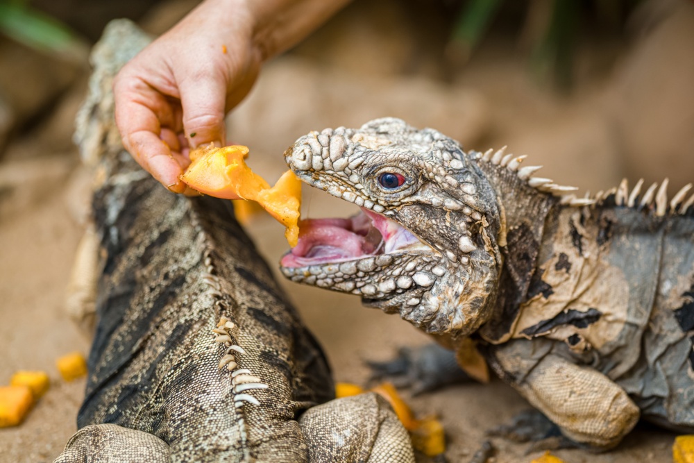 Z plazů si na lahodné dýni pochutnají velké želvy a leguáni kubánští. Foto Petr Hamerník, Zoo Praha