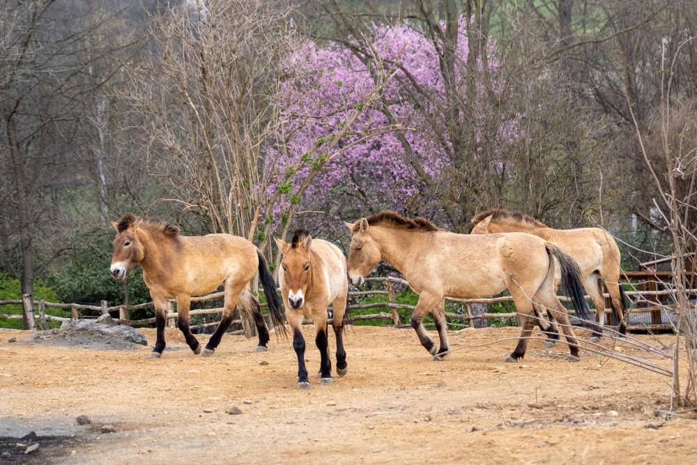 Koně Převalského chová Zoo Praha přes 90 let a hraje klíčovou roli v jeho návratu do mongolských stepí. Poslední divoký kůň světa se letos vrátí i do volné přírody Kazachstánu, avšak dnes se po třech letech vrátil i do Troji. Foto Oliver Le Que, Zoo Praha