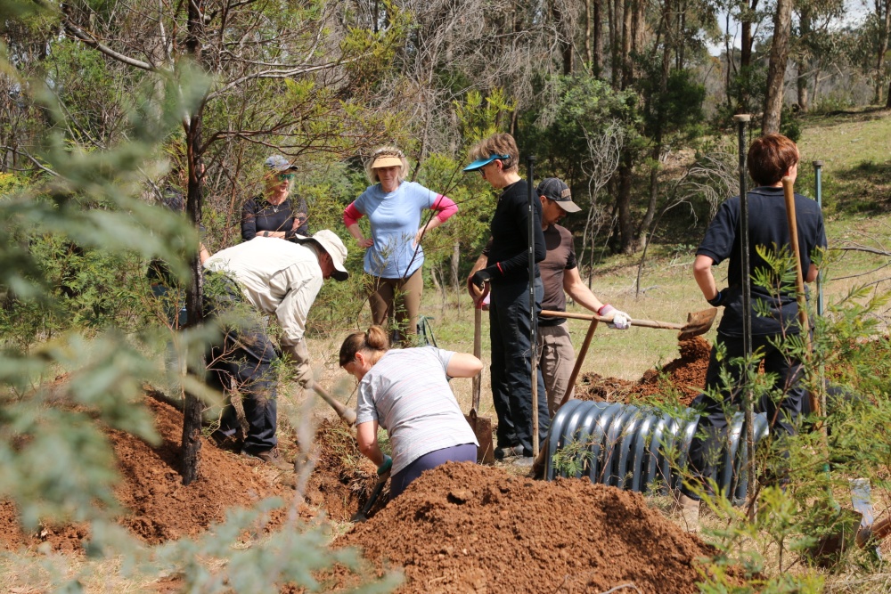 Construction of a special enclosure to release the wombats using the “soft release” method. Here the animal only returns to the wild when it is ready to do so. Pictured here, volunteers dig artificial wombat burrows. Photo Wombat Rescue